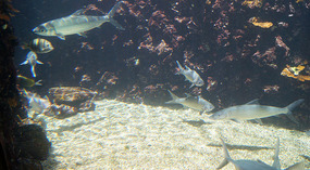 Maui Ocean Center48