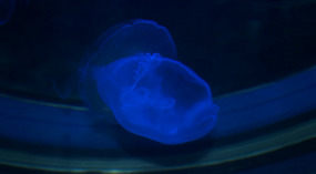 Maui Ocean Center49