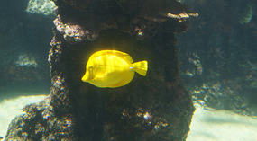 Maui Ocean Center5
