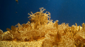 Maui Ocean Center50