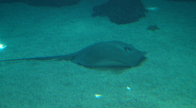 Maui Ocean Center51