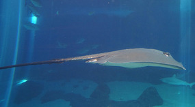 Maui Ocean Center52