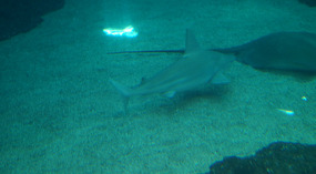 Maui Ocean Center53