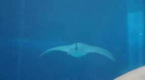 Maui Ocean Center54