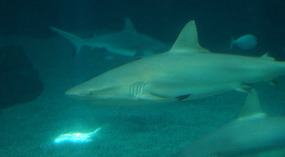 Maui Ocean Center55