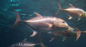 Maui Ocean Center56
