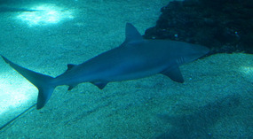 Maui Ocean Center57
