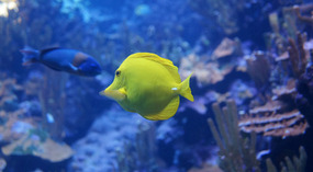 Maui Ocean Center6