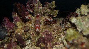 Maui Ocean Center7