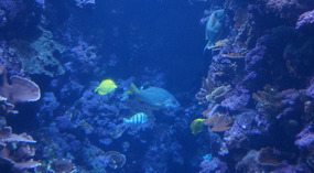Maui Ocean Center8