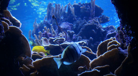Maui Ocean Center9