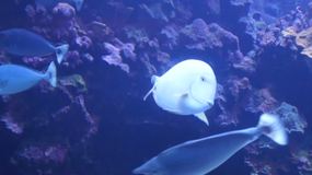 Video Maui Ocean Center