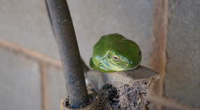 Frosch