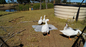 Gänse