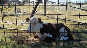 Kalb