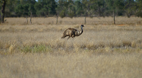 Emu1