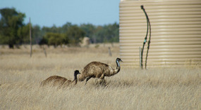 Emu2