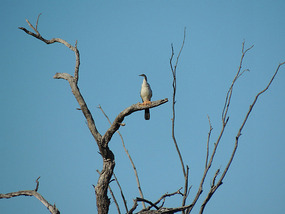 Vogel2