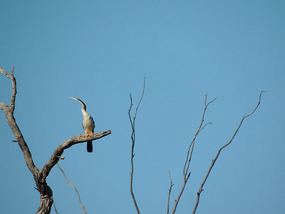 Vogel3