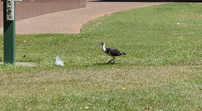 Esplanade111