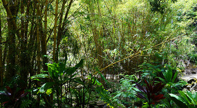 Waimea Valley2