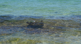 Mokuleia Beach Turtle1