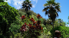 Waimea Valley3