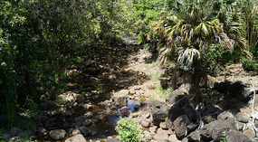 Waimea Valley4