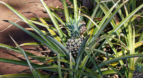 Dole4
