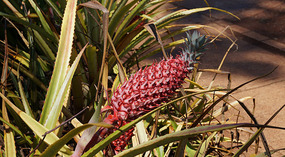 Dole5