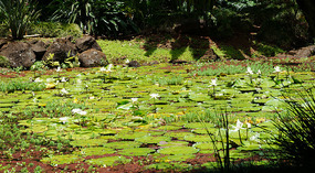 Waimea Valley1