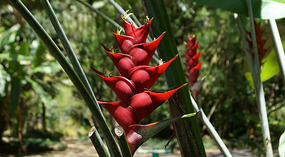 Waimea Valley11