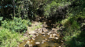Waimea Valley12