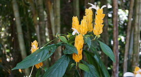 Waimea Valley13