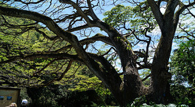 Waimea Valley14