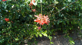 Waimea Valley5