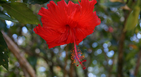 Waimea Valley6
