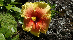 Waimea Valley7