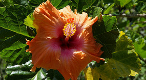 Waimea Valley8