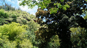 Waimea Valley9