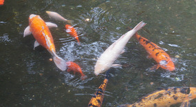 Kois