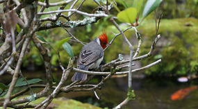 Red-Crested Cardinals