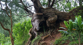 Pali Lookout1