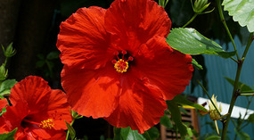 Kauai Sands4