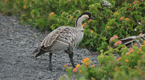 Gänse2