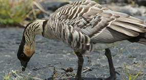 Gänse4