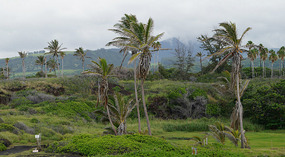 Punaluu8