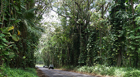 Eucalyptus2