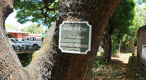 Koloa1