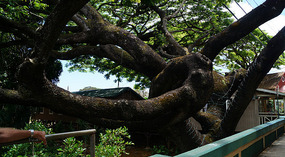 Koloa3